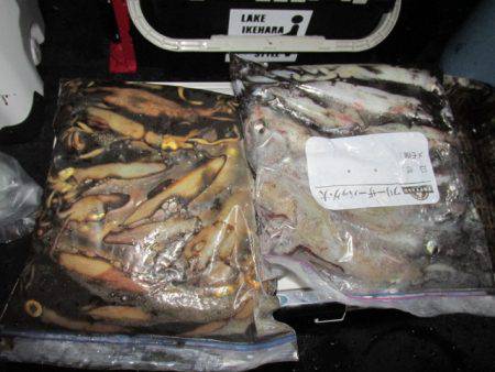 ジギング船 BLUEWATER 釣果