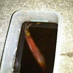 ケンサキ終盤か