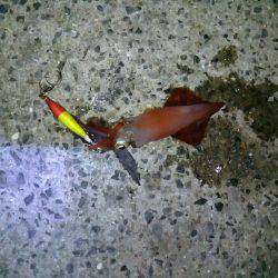 ケンサキさん!(^^)!とアオリさん(;_;)/~~~