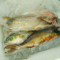 小型青物の回遊