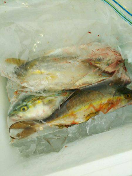 小型青物の回遊