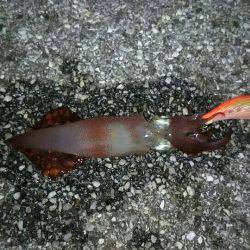 ライトエギング