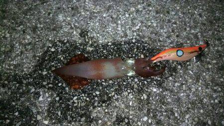 ライトエギング