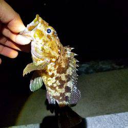 エギング&ライトゲーム