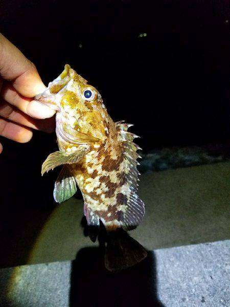 エギング&ライトゲーム