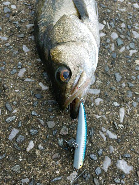 シーバスゲーム