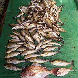 初のイサキ釣り♪