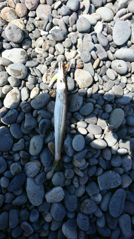 カマスしか・・・