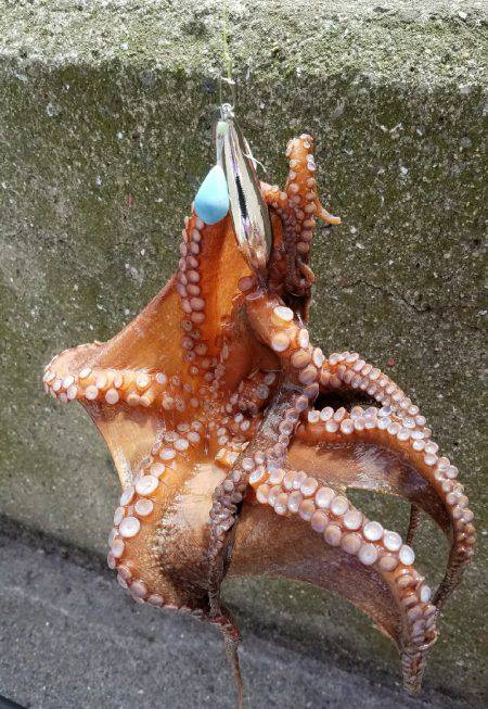 週末恒例朝タコ！