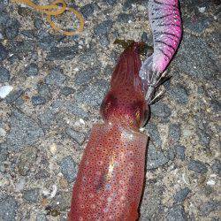 お盆でエギング！