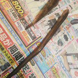 タチウオ居ない(T-T)