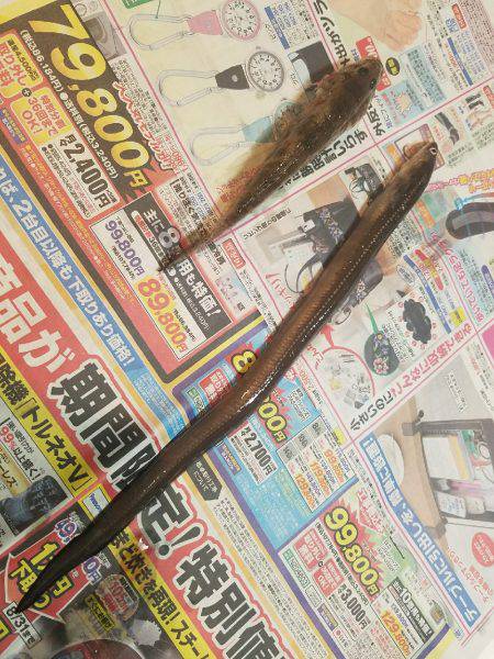 タチウオ居ない(T-T)