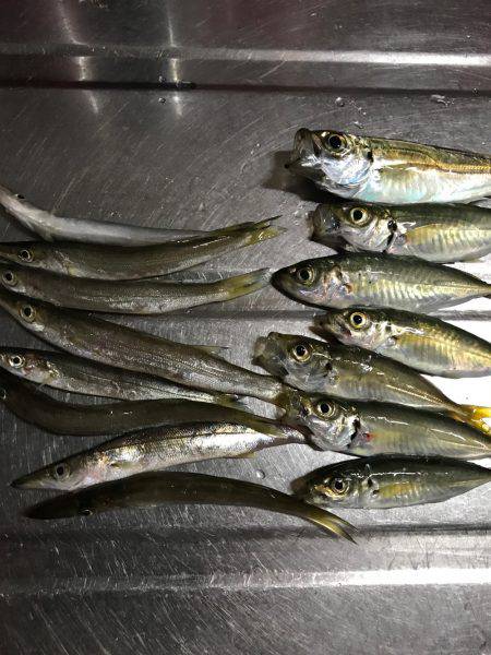 サビキ、マルキューあとは釣るだけを試す