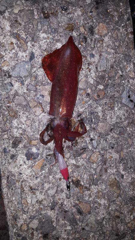 やったりましたわ〰‼