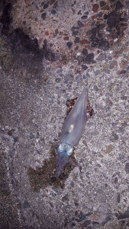 ライトケンサキ❗