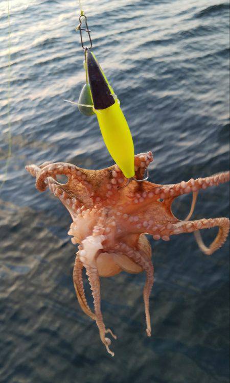 毎週恒例の沖堤防！