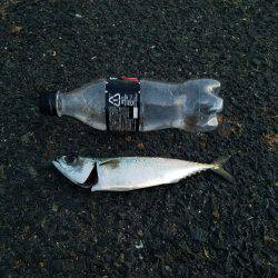 タチウオさんはお留守