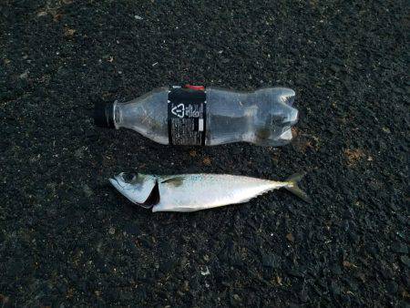 タチウオさんはお留守