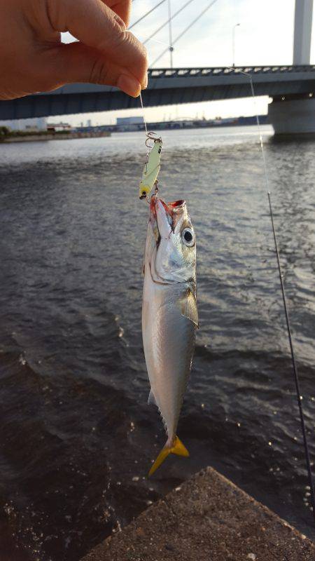 シーバス釣りたい……