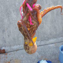 初オクトパッシング(笑)