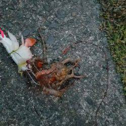 オクトパッシング