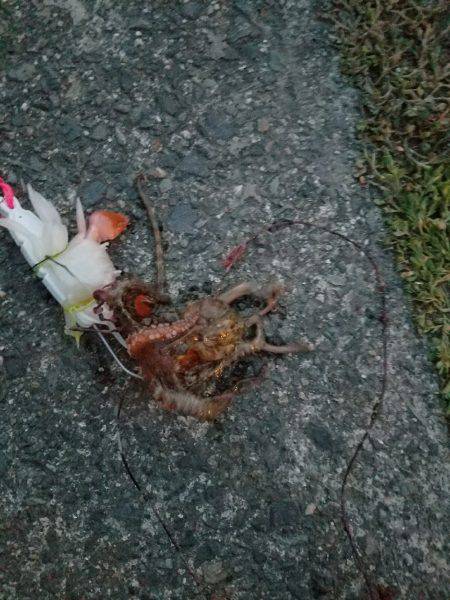 オクトパッシング