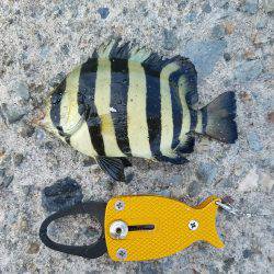 荒れてる中での釣果！