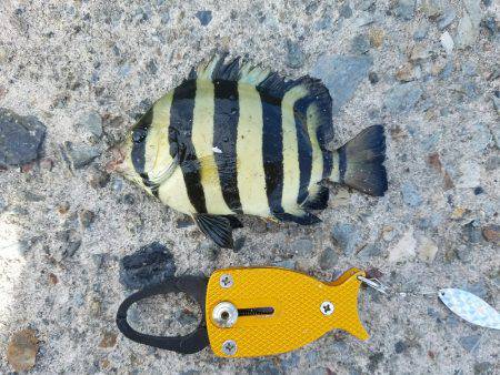 荒れてる中での釣果！