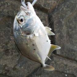 あまり魚っ気が無いようです