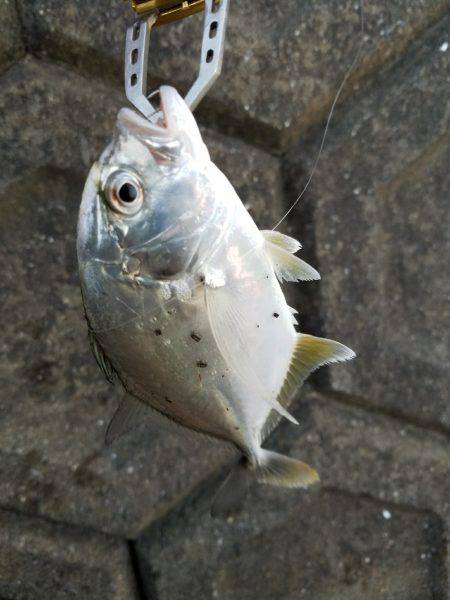 あまり魚っ気が無いようです