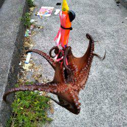 タコ大きくなってきてます。