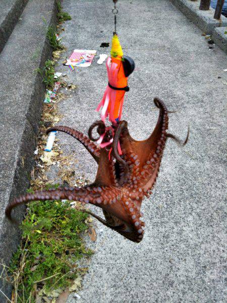 タコ大きくなってきてます。