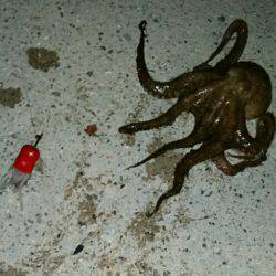 タコ一杯釣るまで帰らない