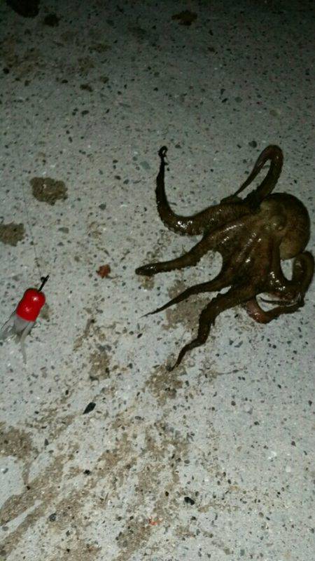 タコ一杯釣るまで帰らない