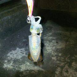 今年の初アオリイカ‼️