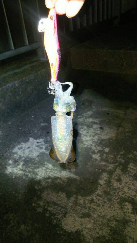 今年の初アオリイカ‼️