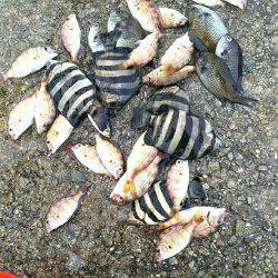 ベラ不発、チャリコ爆発。