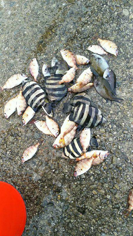 ベラ不発、チャリコ爆発。