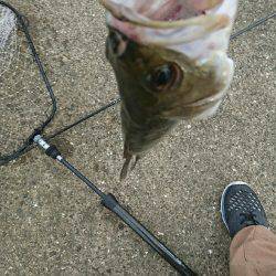 岸ジグチーバス