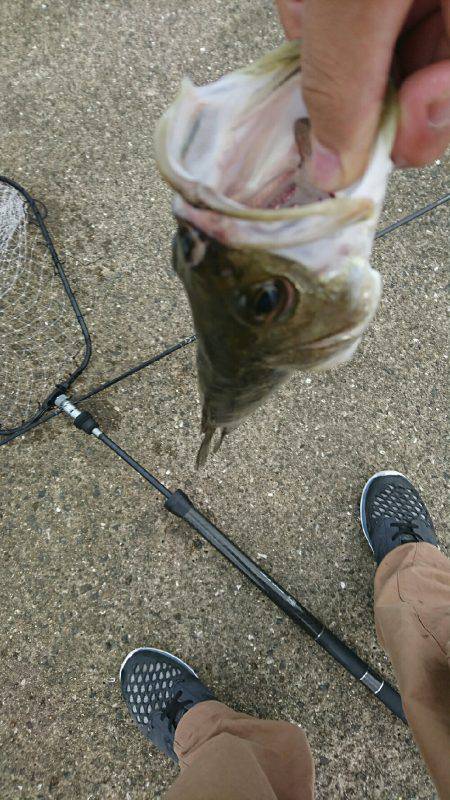 岸ジグチーバス