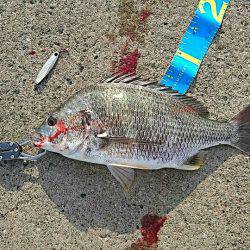 岸壁ジギングでキビレ