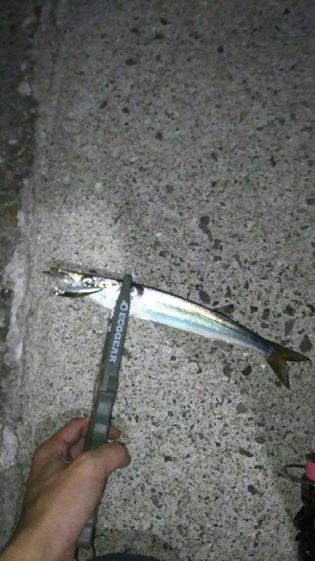 夏、恒例の豆アジング