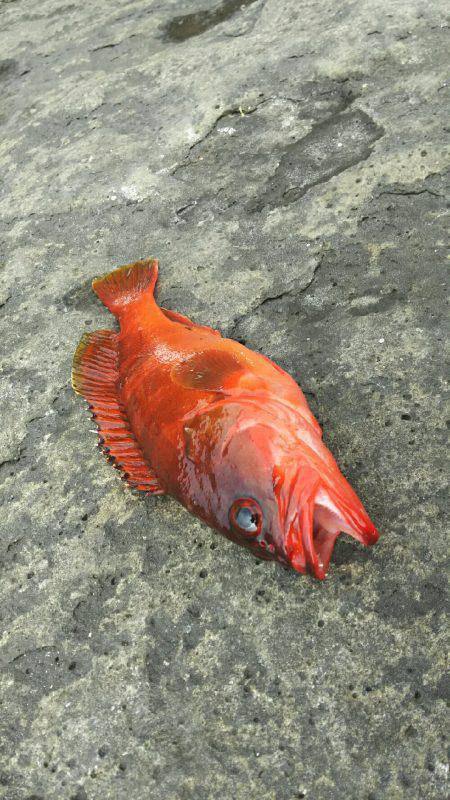 城ヶ崎いがいが根でスロージグ