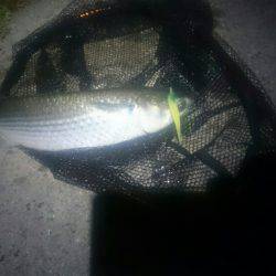 シーバス釣りに行ったのだが(^^;