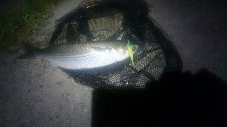 シーバス釣りに行ったのだが(^^;