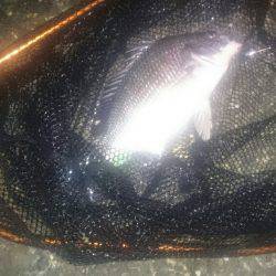 台風後釣れるかなー♪シーバス