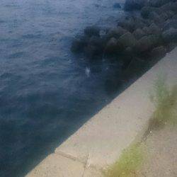 シーバスリベンジ2夜連続♪