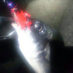 チニングチャレンジ