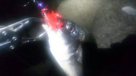 チニングチャレンジ