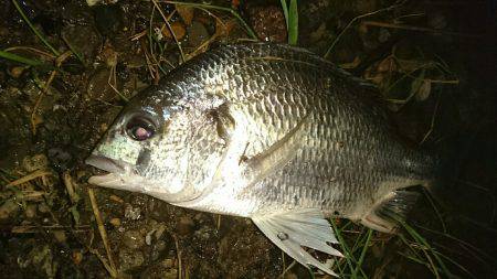 夕涼みキビレは高活性
